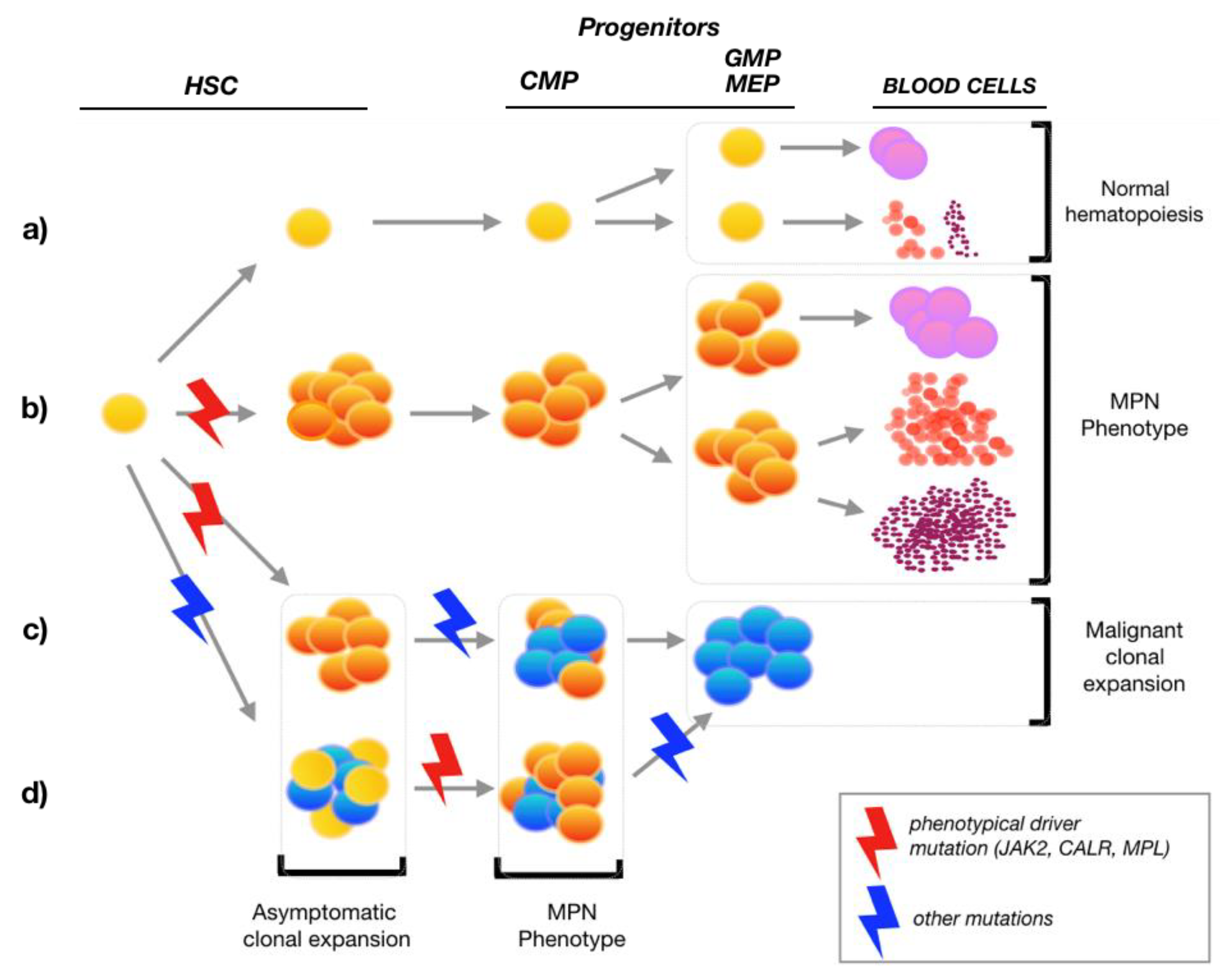 How Are Myeloproliferative Neoplasms (MPNs) Made From Stem Cells? What ...